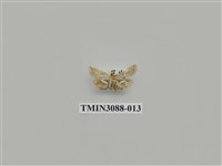 藏品(螟蛾66)的圖片